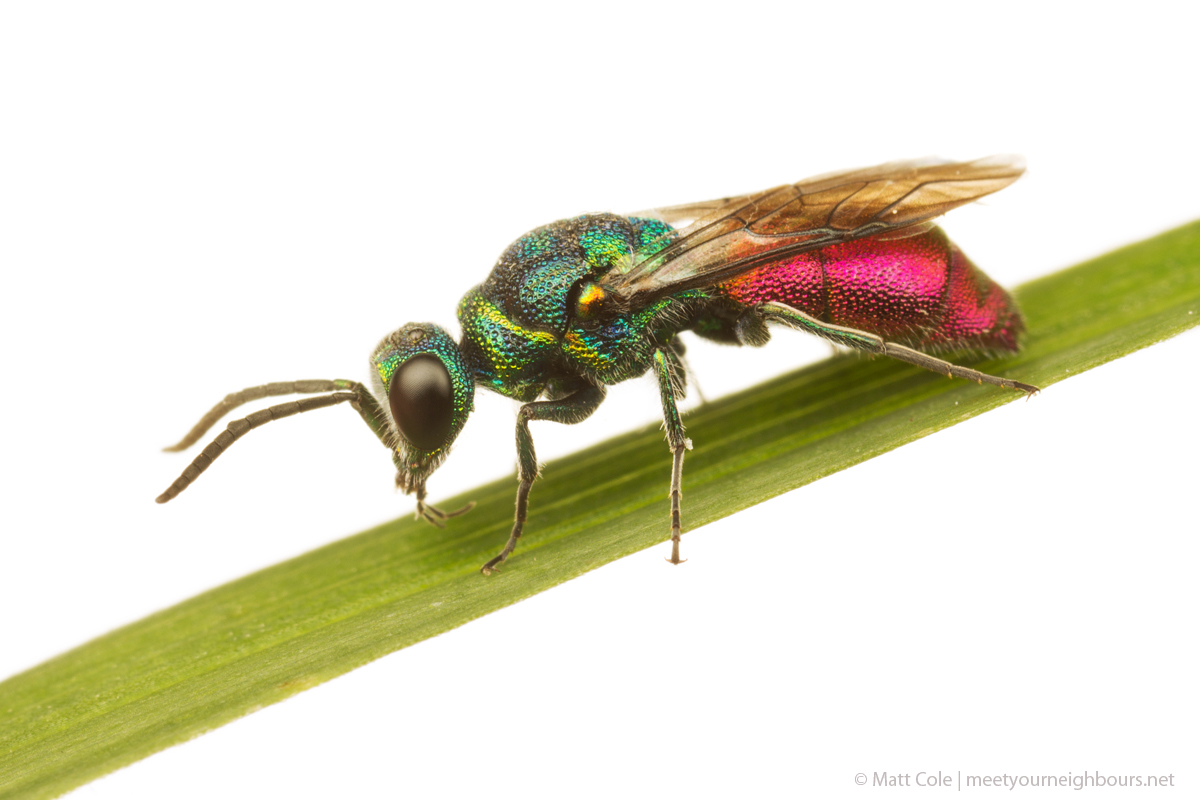 MYN Ruby-Tailed Wasp 1